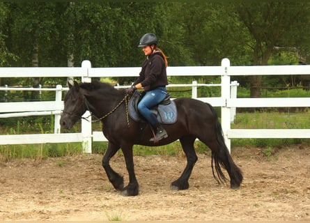 Fellpony, Sto, 5 år, 140 cm, Svart