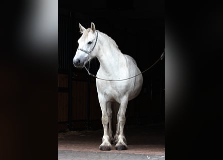 Fellpony, Sto, 9 år, 142 cm, Grå