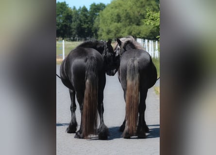 Fellpony, Stute, 3 Jahre, 144 cm, Schimmel