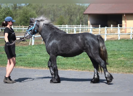Fellpony, Stute, 3 Jahre, 144 cm, Schimmel