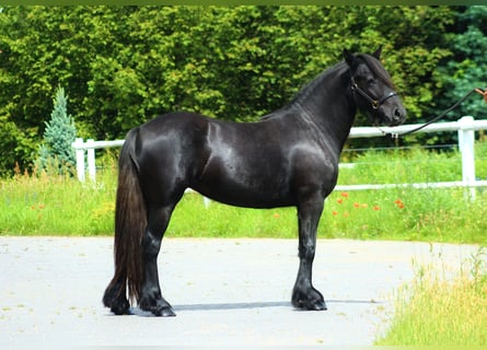 Fellpony, Stute, 3 Jahre, 144 cm, Schimmel
