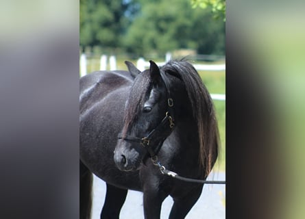 Fellpony, Stute, 3 Jahre, 144 cm, Schimmel