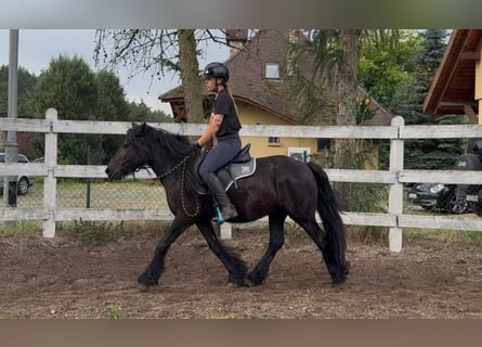 Fellpony, Stute, 3 Jahre, 145 cm, Rappe