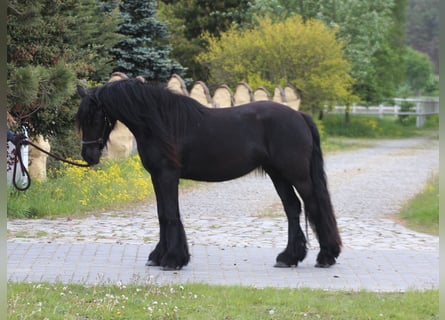 Fellpony, Stute, 3 Jahre, 145 cm, Rappe