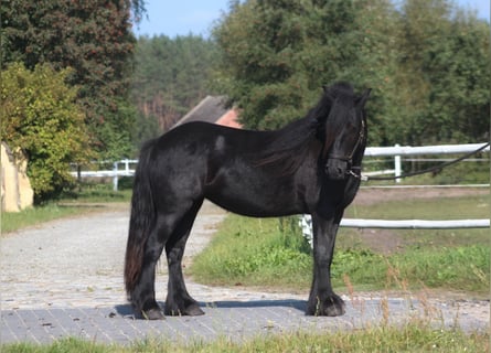 Fellpony, Stute, 4 Jahre, 143 cm, Rappe
