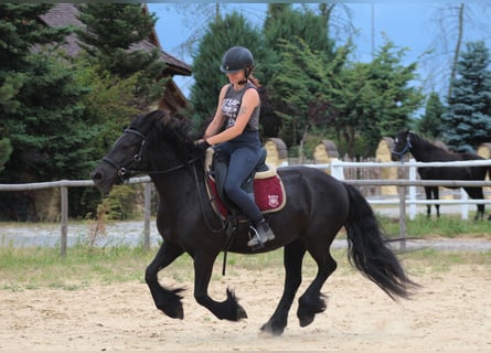 Fellpony, Stute, 6 Jahre, 140 cm, Rappe