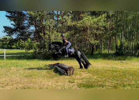 Fellpony, Wallach, 14 Jahre, 142 cm, Rappe