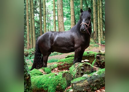 Fellpony, Wallach, 9 Jahre, 143 cm, Rappe