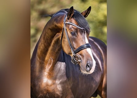 KWPN, Stallone, 8 Anni, 169 cm, Baio