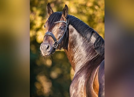 Oldenburg, Stallone, 9 Anni, 169 cm, Baio scuro