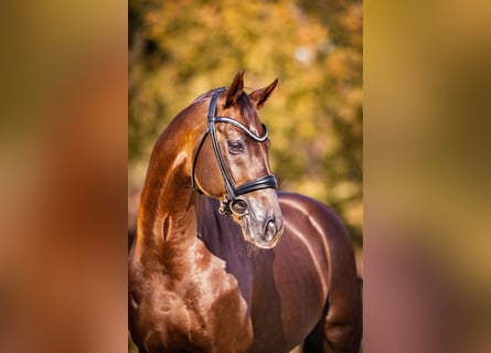Oldenburg, Stallion, 16 years, 16,2 hh, Chestnut-Red