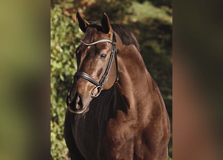 Oldenburg, Stallion, 15 years, 16.2 hh, Chestnut-Red