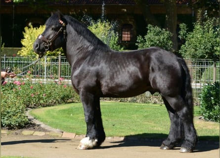 Rheinisch-Deutsches Kaltblut, Hengst, 12 Jahre, 168 cm, Rappe