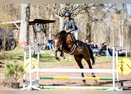 Fins Warmbloed, Merrie, 7 Jaar, 168 cm