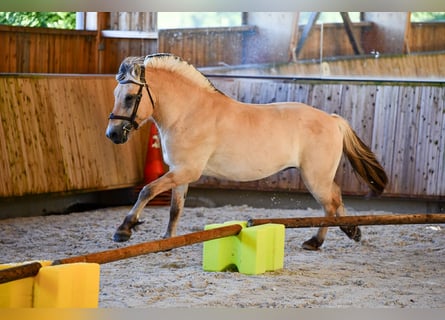 Fjord, Castrone, 3 Anni, 147 cm, Falbo