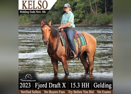 Fjord, Castrone, 3 Anni, 160 cm, Pelle di daino