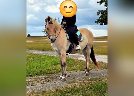 Fjord, Giumenta, 3 Anni, 147 cm, Falbo