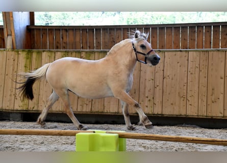 Fjord, Giumenta, 4 Anni, 145 cm, Falbo