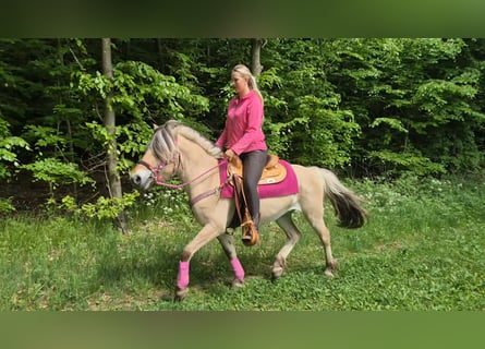 Fjord, Giumenta, 5 Anni, 146 cm, Falbo