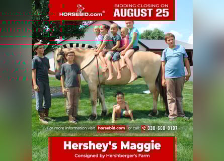 Fjord, Giumenta, 5 Anni, 147 cm, Pelle di daino