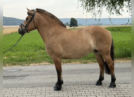 Fjord, Giumenta, 5 Anni, 152 cm, Falbo