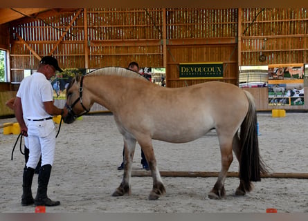 Fjord, Giumenta, 8 Anni, 145 cm, Falbo