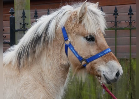 Fjord, Hengst, 1 Jaar, 126 cm