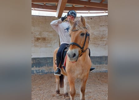 Fjord Horses, Gelding, 17 years, 13,3 hh, Dun