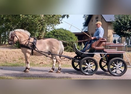 Fjord Horses, Gelding, 17 years, 14.3 hh, Dun