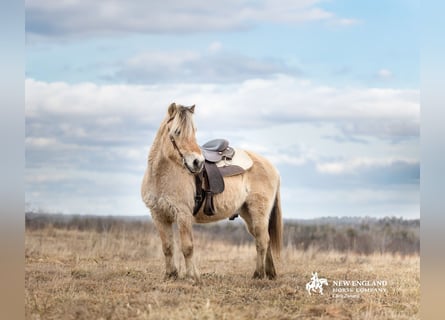 Fjord Horses, Gelding, 18 years, Dun