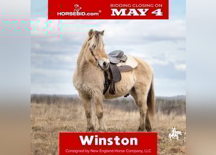 Fjord Horses, Gelding, 18 years, Dun