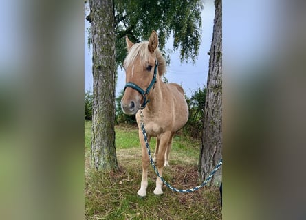 Fjord Horses, Gelding, 2 years, 12,2 hh, Chestnut-Red