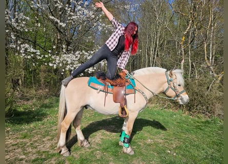 Fjord Horses, Gelding, 3 years, 14,2 hh, Dun