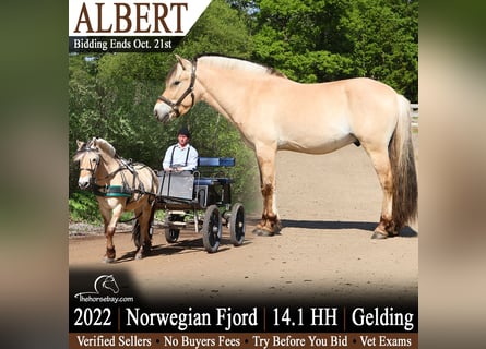 Fjord Horses, Gelding, 4 years, 14 hh, Dun