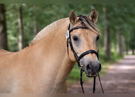 Fjord Horses, Gelding, 4 years, 15,1 hh
