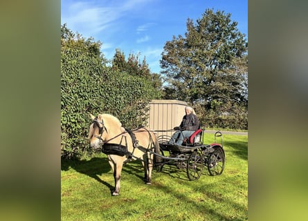 Fjord Horses, Gelding, 5 years, 13.3 hh