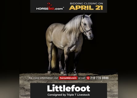 Fjord Horses Mix, Gelding, 5 years, Dunalino