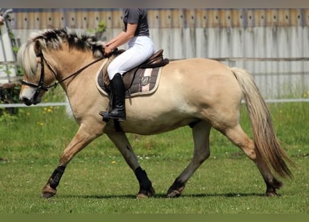 Fjord Horses, Gelding, 7 years, 14.2 hh, Dun