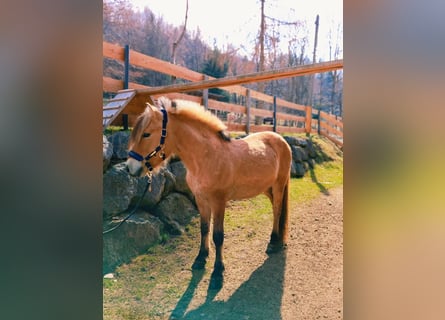 Fjord Horses, Gelding, 8 years, 14 hh, Dun