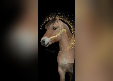 Fjord Horses, Gelding, 8 years, 14,1 hh, Dun