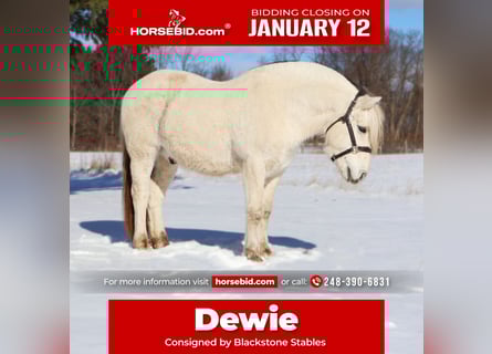 Fjord Horses, Gelding, 8 years, 14,1 hh, White