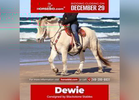 Fjord Horses, Gelding, 8 years, Dun