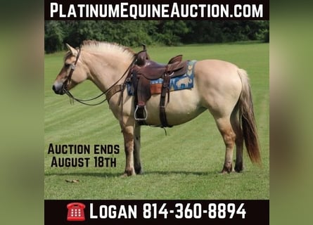 Fjord Horses, Gelding, 9 years, 14.1 hh, Buckskin