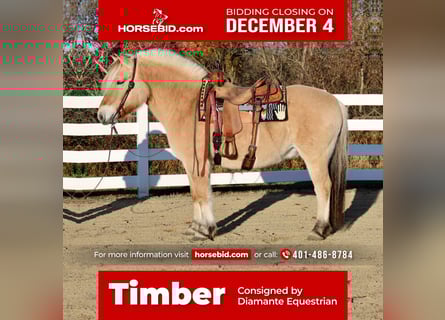 Fjord Horses, Gelding, 9 years, 14.3 hh, Dun