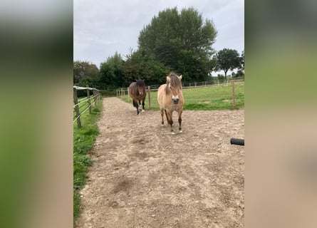 Fjord Horses, Mare, 10 years, 13,1 hh, Dun