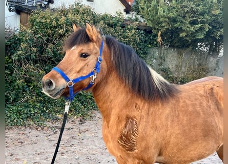 Fjord Horses Mix, Mare, 11 years, 12.3 hh, Dun