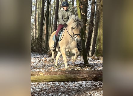 Fjord Horses, Mare, 13 years, 14.1 hh, Dun