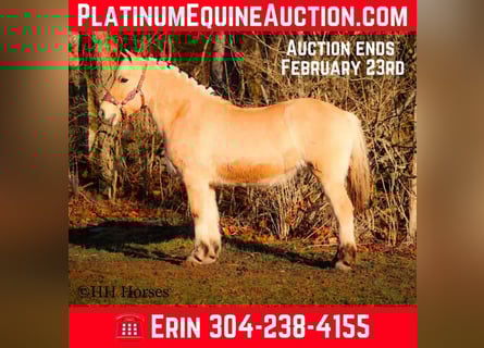 Fjord Horses, Mare, 13 years, 14,2 hh, Buckskin