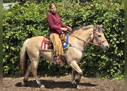 Fjordpferde, Stute, 14 Jahre, 14,2 hh, Falbe