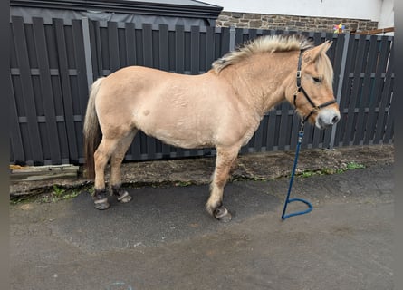 Fjordpferde, Stute, 17 Jahre, 14,3 hh, Falbe